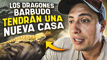 ¿Qué necesitan los dragones barbudos en su acuario?