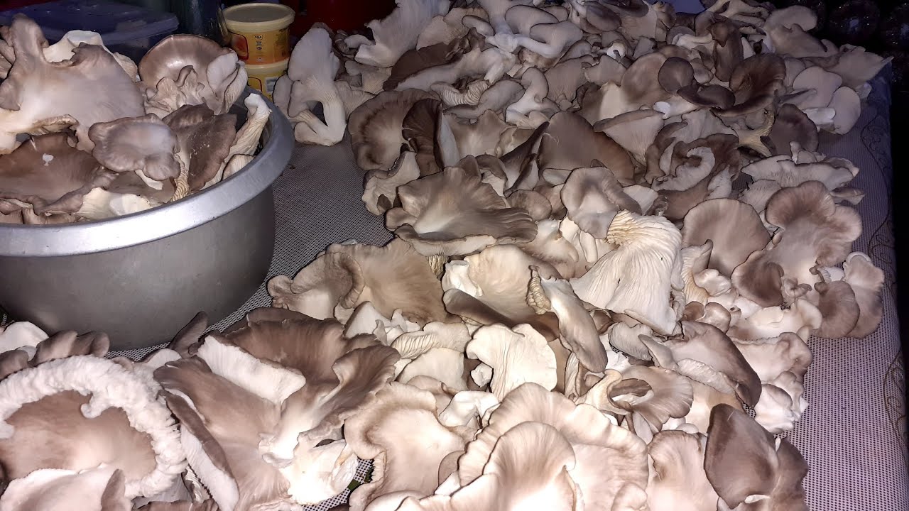 Brown oyster mushroom harvest time YouTube