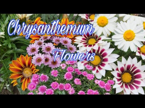 ቪዲዮ: Chrysanthemum ከ ዶቃዎች-ዋና ክፍል