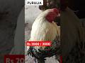The Weirdest Animal Adaptations👌parrot beak Aseel murga#kukruhaat #murgamandi #rooster #aseel