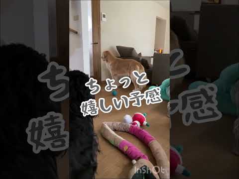 散歩に行きたい犬と行きたくない犬#るこる君　#ルッちん