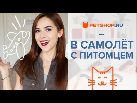 КАК ПЕРЕВОЗИТЬ КОШЕК И СОБАК В САМОЛЁТЕ?