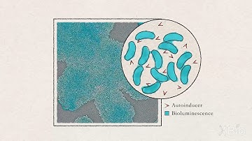 Bacterial Growth and Quorum Sensing