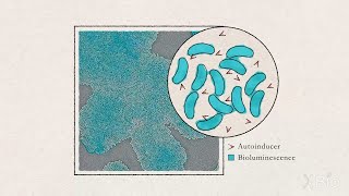 Bacterial Growth and Quorum Sensing