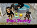 Our Rottweilers Got a pool, and this is what they think of it