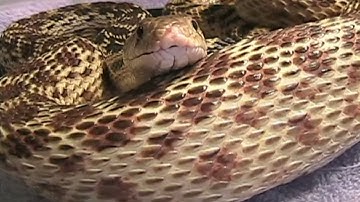 Fuzzy keeps struggling inside of gopher snake _ reupload