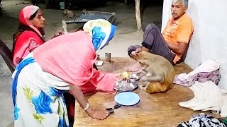 मंकी रानी सब लोगों के साथ बहुत खुश रहती है।।🙏🙏 Monkey Rani Amazing Video I love Animals 😄😄