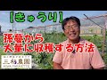 キュウリは孫蔓を伸ばすことでたくさん収穫できます。えっ！？なんで孫蔓？子蔓じゃだめなの？。NO465（2022.5.29）