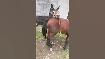 DONKEY HORSE 