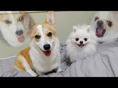 Pomeranian Beat <strong>Welsh</strong> Corgi ｜Cute dog ♥ Funny dog