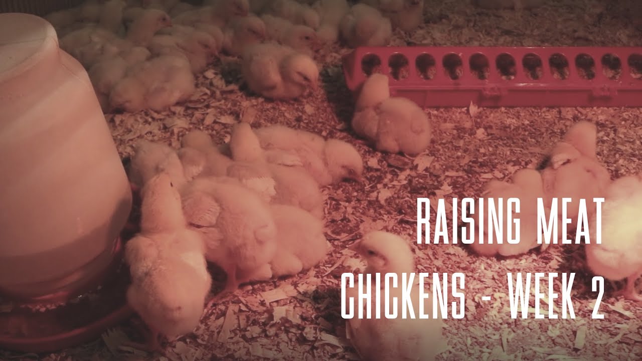 Raising Meat Chickens WEEK 2 YouTube Raising Meat Chickens WEEK 2 YouTube