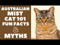 Australian Mist Cats 101 : Fun Facts & Myths の動画、YouTube動画。