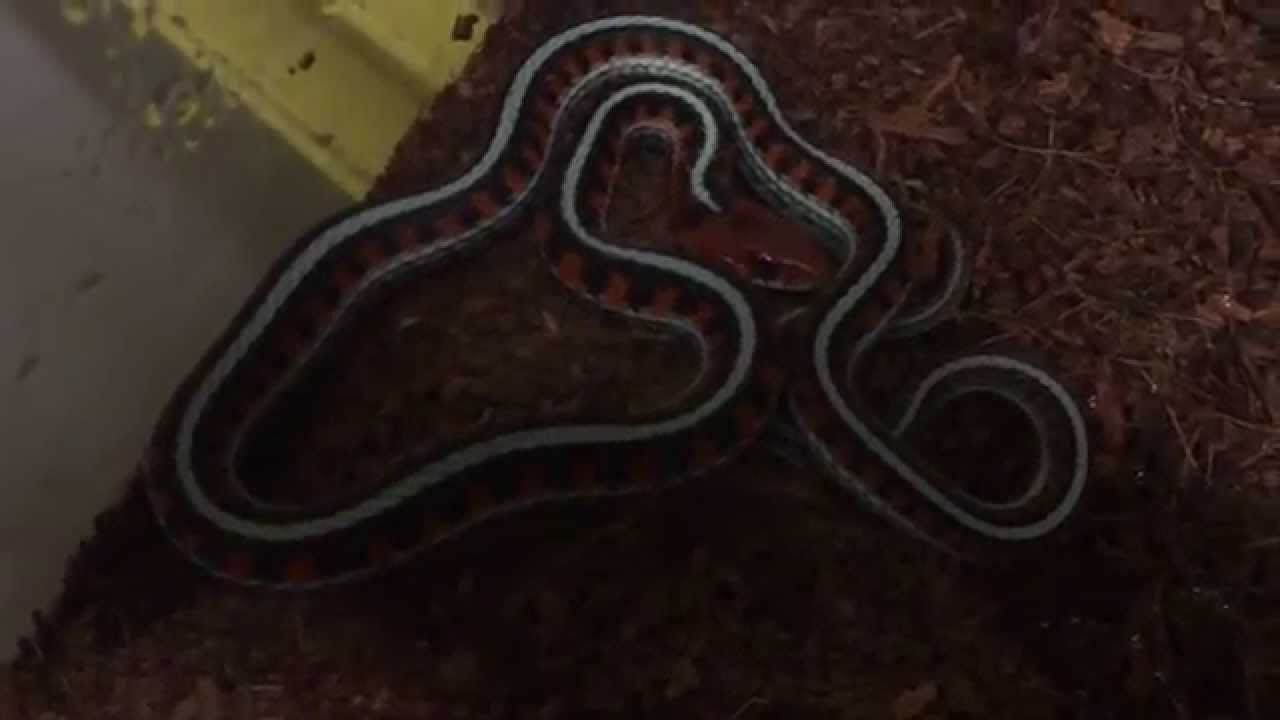 careless whisper Rhino Ratsnakes and Red Sided Californian Garters