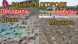 ВЛОГ/РАБОТА В ОГОРОДЕ/ПОСАДИЛА АРБУЗЫ, ДЫНИ, ОГУРЦЫ И МОРКОВЬ