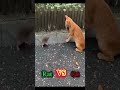 Rat Vs Cat 😁😂