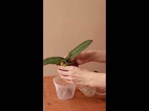 Азиатские орхидеи в размере 2,5 #орхидеи #орхидеяфаленопсис - YouTube