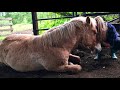 Animal Communication: HOW I Listen to my Horses