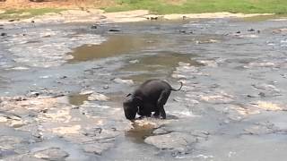 Young elephant cries for mum at Elephant orphanage