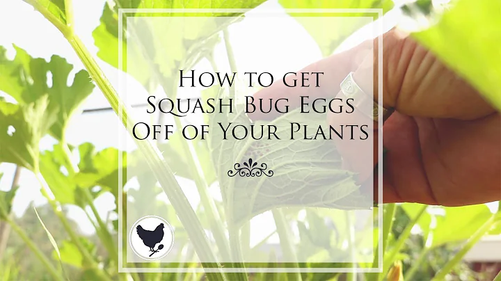 HOW TO GET SQUASH BUG EGGS OFF YOUR PLANTS | Cosmopolitan Cornbread