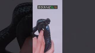 日本に生息している美しい蛇さんです