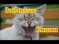 Забавные животные. Кошки. Позитив. Создай себе хорошее настроение