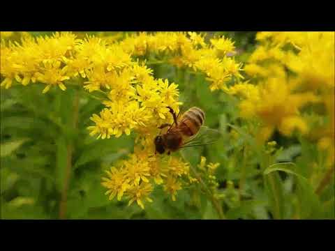 AMAZING BUMBLEBEE BUZZING LOUDLY TO POLLINATE THE  FLOWER IN THE GARDEN/ JAZZYL DIZA