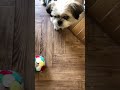 ボールで遊ばない犬(パート1)〜全ての犬がボールで遊ぶと思うなよbyボン🐶〜#Shorts