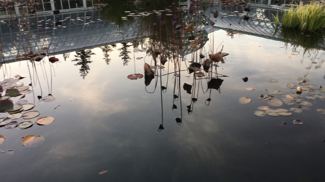 4K Ultra HD NYBG 17 Conservatory Pond 20161112