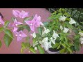 Бугенвиллея на балконе. Bougainvillea