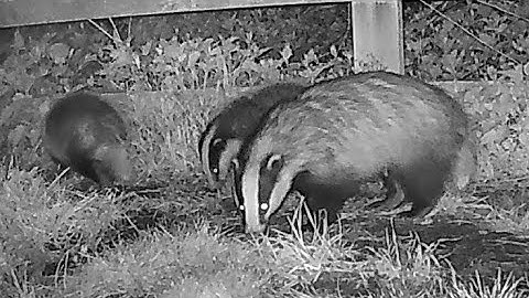 New Forest Explorers Guide - Badger sow brings back bedding, whilst two cubs help or hinder