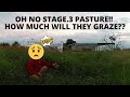 AS PENSIONER STAGE PASTURE LOSES IT'S PALATABILITY, HOW MUCH WILL THEY END UP EATING!!??