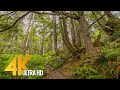 Deep in the Forest 4K 10 bit - Through the Moss Forest to the Ocean - Olympic National Park