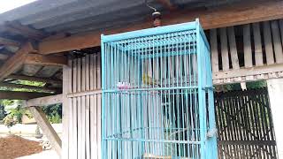 Pleci Mewah PCMi Chapter Pemalang