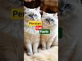 Persian Cat Facts| The Royal Fluffy Beauty | WildWinkOfficial