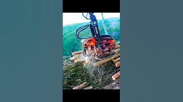 #logging #logger #forestry #chainsaw #loggers #stihl #arborist #treework #treecutting #treelife