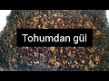 Gül tohumları çimlendirme