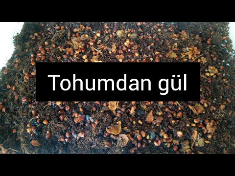 Video: Hawaii Gül Tohumları Neyle ünlüdür?