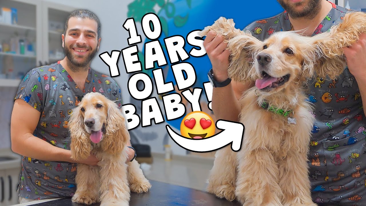 10-летний большой ребенок! (Удивительная ушная инфекция!)