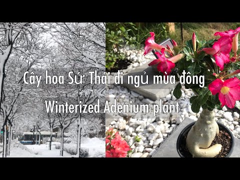 Video: Winterizing Hops Plant - Cách trồng cây trong mùa đông
