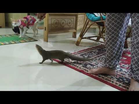 वीडियो: नेवला एक पालतू जानवर है