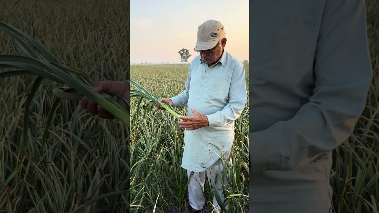 लहसुन 🧄 का साइज और क्वालिटी देखें 