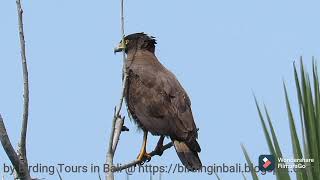 CRESTED SERPENT EAGLE call ~ suara ELANG ULAR BIDO, elang pemangsa ular ~ Birds of Bali