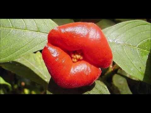 Video: Wissenswertes über Psychotria Elat