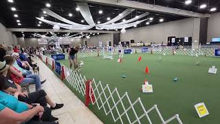 AKC National Rally Championship, championship class. Run 1, Score 100.  #allamerican #rally 