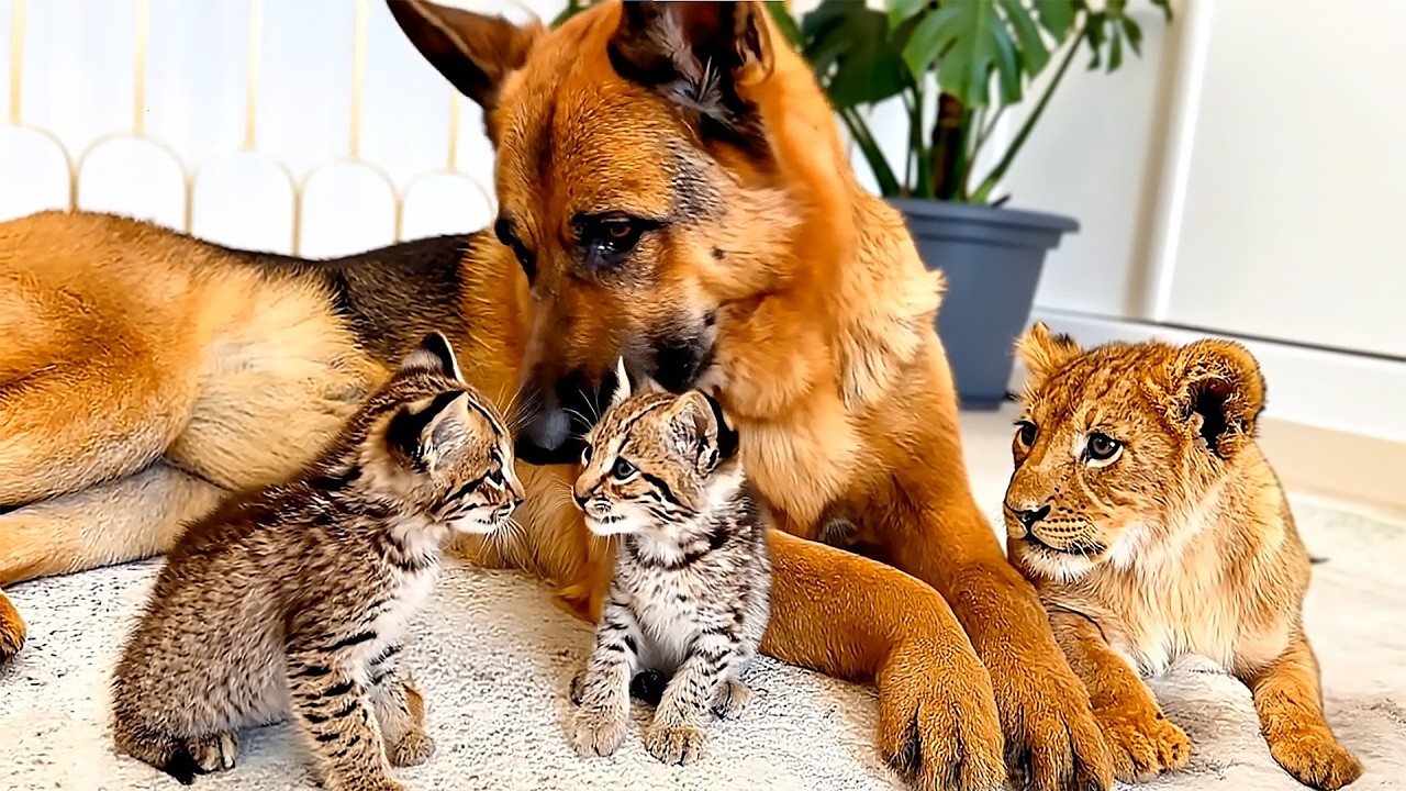 Dog Raised Bobcat Kittens and a Lion Cub. Two Years Later, Something Shocking Happened