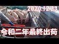 令和二年最終 肉豚出荷　12月23日