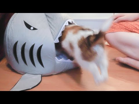 サメに食われに行く子犬のコイケル【kooikerhondje/コイケル】
