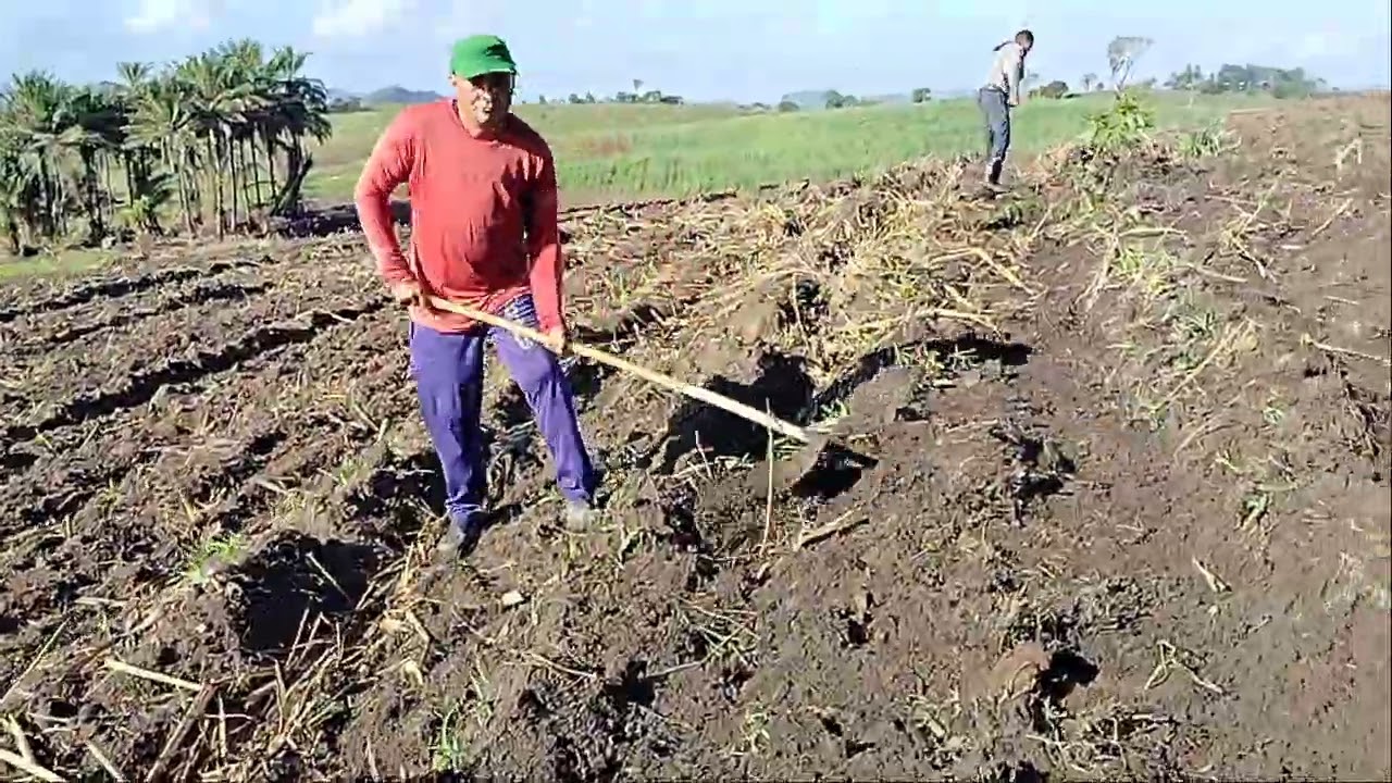 Fazendo recoberta de cana #corrigindo #as falhas muita cana em cima da #Terra!.