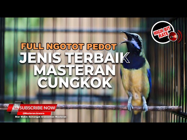 🔴 Masteran Burung Cucak Cungkok Isian Mewah Pendongkrak Materi Masteran Murai Batu Cucak Ijo Kacer class=