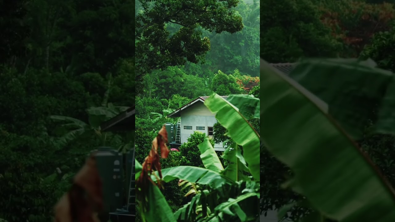 Rainy Forest Serenity | Peaceful Village Vibes 